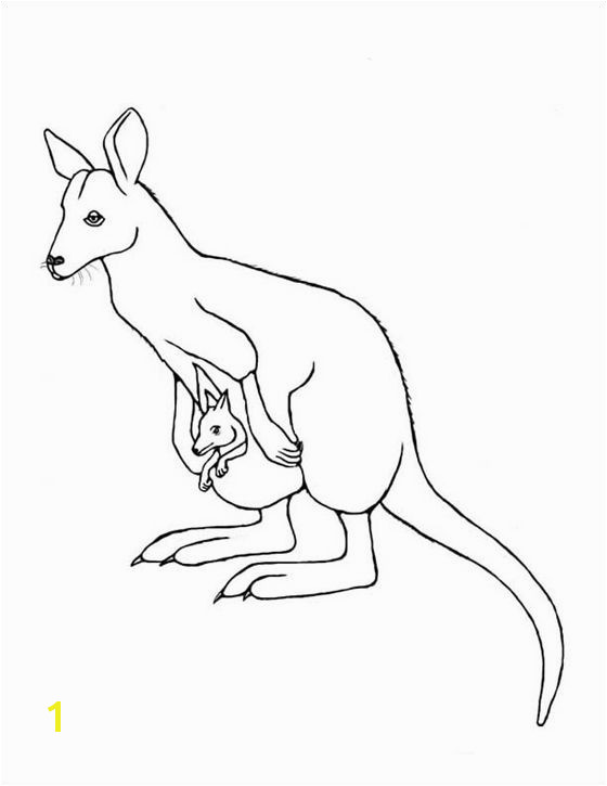wallaby Google Search Zoo Activities Kangaroos Line Drawing Coloring Pages Literacy