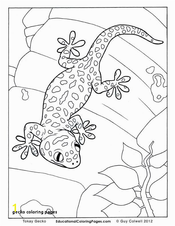 Crested Gecko Coloring Page 30 Gecko Coloring Pages Mycoloring Mycoloring