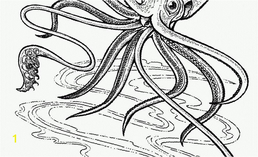 Squid Coloring Pages Related Post