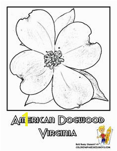 Flower Coloring Pages States Penn Wyoming USA Islands