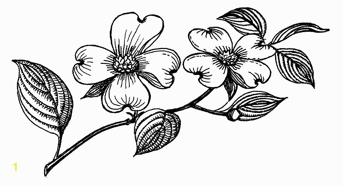 Flowering Flowering Dogwood Tree Drawing Flower Flower 19 Clip Art