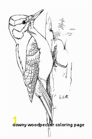 28 Downy Woodpecker Coloring Page