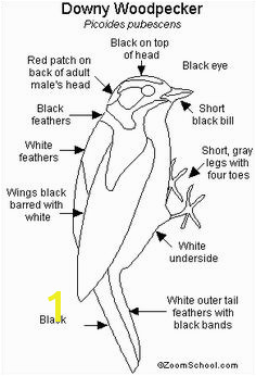 Downy Woodpecker Printout EnchantedLearning Black And White Birds Downy Woodpecker Bird