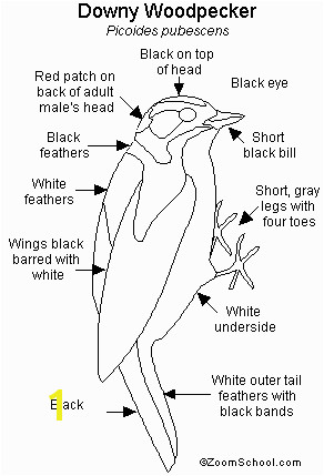 colouring page of downy woodpecker Downy Woodpecker Printout EnchantedLearning