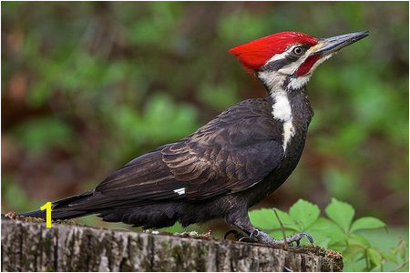 Pileated Woodpecker