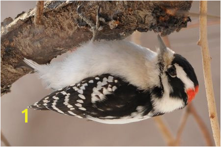 Downy Woodpecker Male