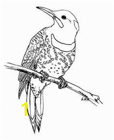 Downy Woodpecker Coloring Page Pileated Woodpecker Coloring Page Elegant Downy Woodpecker Coloring