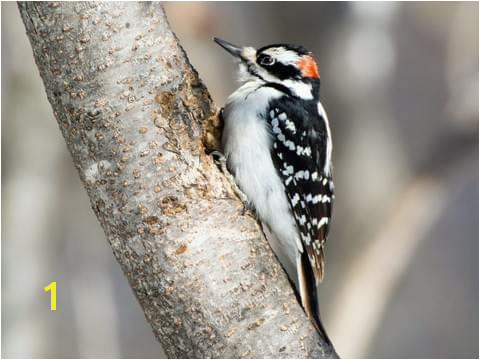 Hairy Woodpecker Male Eastern is similar to Yellow bellied Sapsucker
