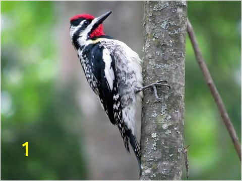 Male Woodpecker