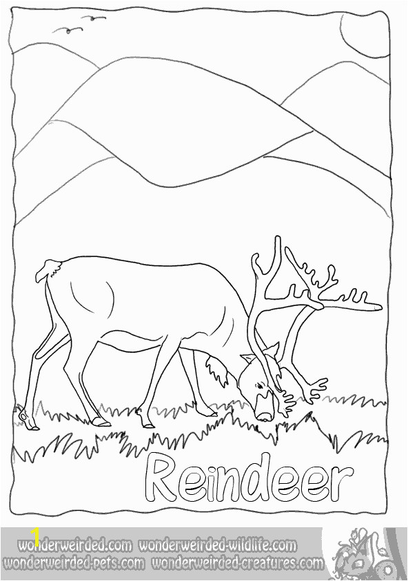 Real Reindeer Coloring Pages from our Real Animal Coloring Pages Collection by Echo at wildlife Beautiful sketches to Color LOVE IT