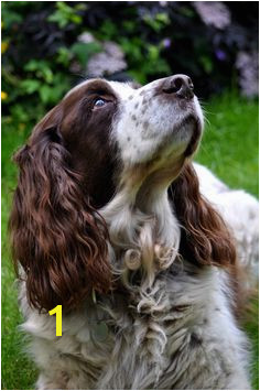 English Springer Spaniel Spaniel Breeds Spaniel Dog English Springer Spaniel Dog Friends