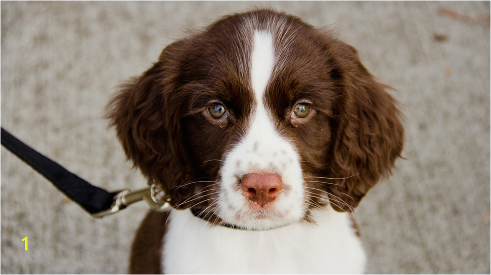 English Springer Spaniels are undeniably beautiful dogs