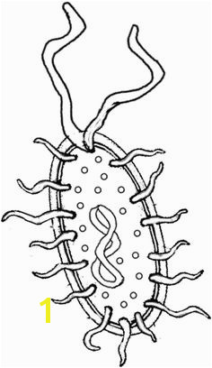 Bacteria Prokaryote Cell Coloring