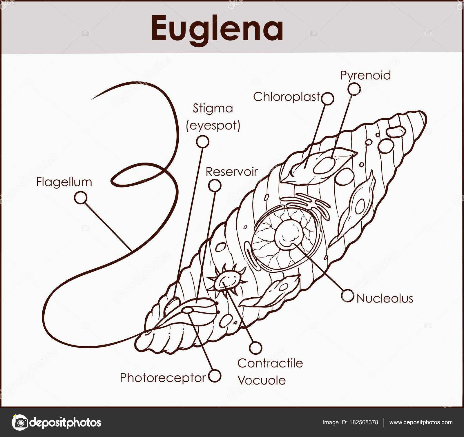 Euglena Coloring Page Biologycorner Plant Cell Coloring Luxury Approved Euglena