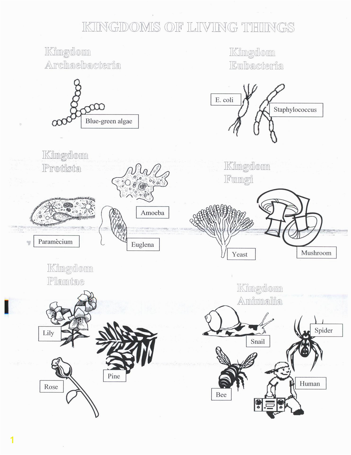 Euglena Coloring Page Approved Euglena Coloring Page Biology Corner 5325 Unknown