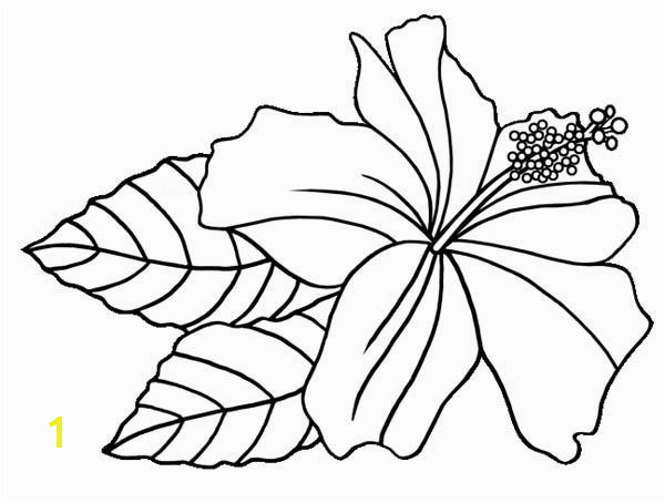 Hibiscus Flower Hawaiin Hibiscus Flower Coloring Page