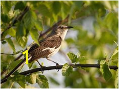 Florida State Bird Coloring PagesSymbolsHomeschoolFlorida