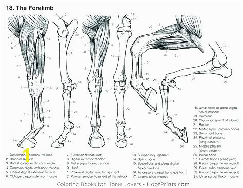 free anatomy coloring pages muscular system coloring pages anatomy coloring book muscles plus muscular system human