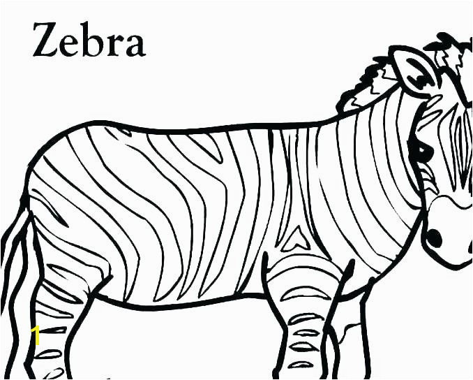 zebra color page pictures of zebras to color zebra without stripes coloring pages free