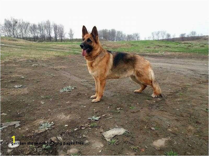 German Shepherd Coloring Pages Free astra Od Slankamena Ideas German Shepherd Coloring Pages