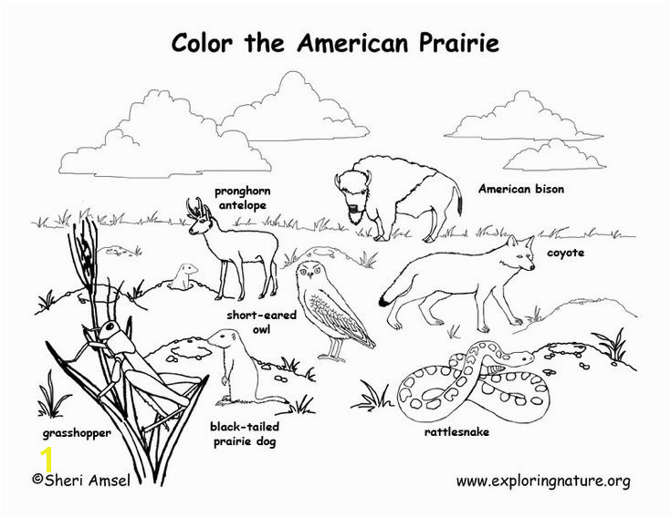 Go Texan Day Coloring Pages Curriculum In Nature