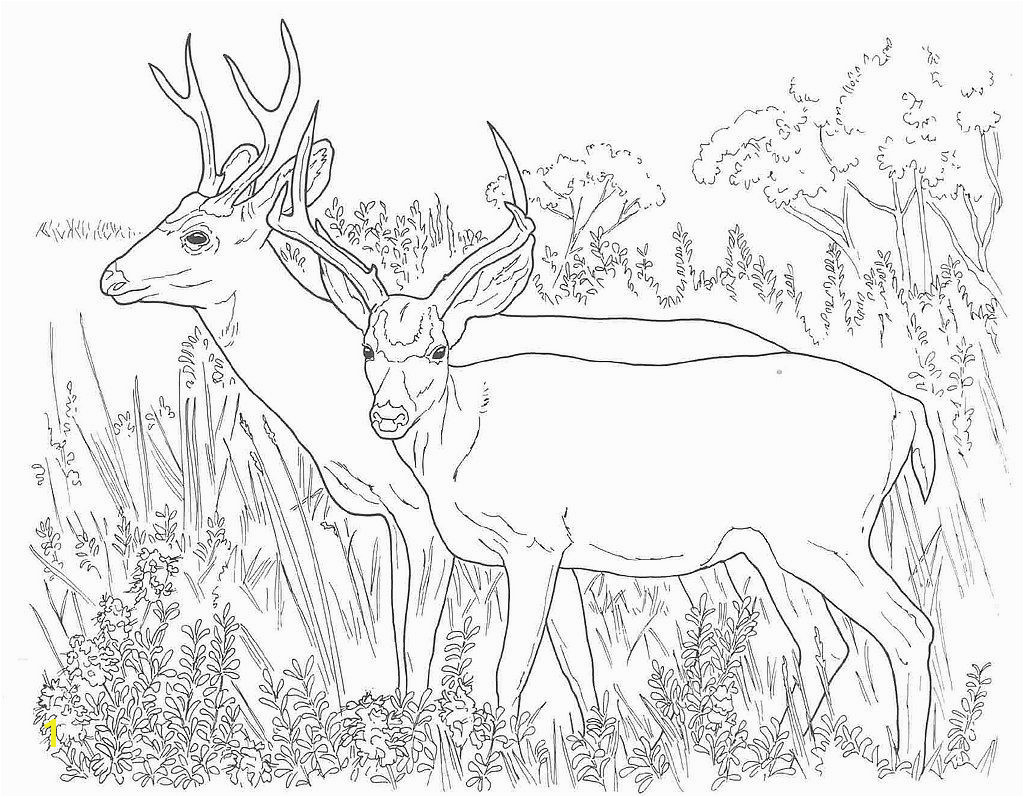 Deer Coloring Pages