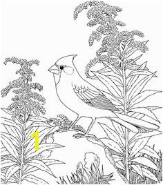 Northern Cardinal and Goldenrod Kentucky Bird and Flower coloring page from Goldenrod category Select from printable crafts of cartoons nature