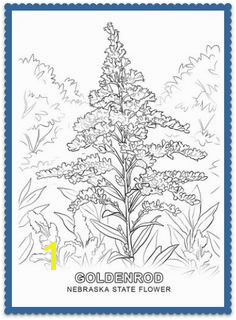 Nebraska State Flower Goldenrod by