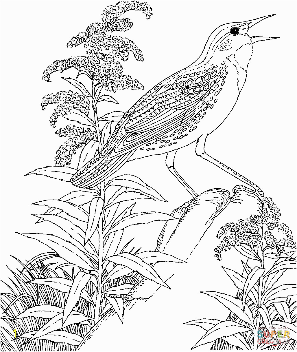 Meadowlark and Wild Sunflower Kansas State Bird and Flower Flower Coloring Pages