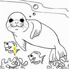 Monk Seal Colouring Pages for Kids Preschool and Kindergarten