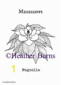 Mississippi State Flower Magnolia Free Coloring SheetsColoring