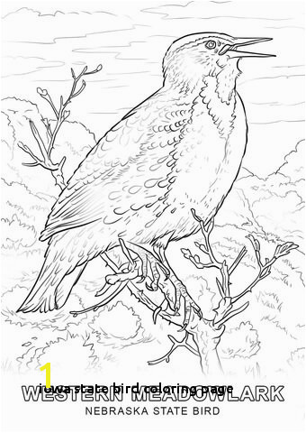 Iowa State Bird Coloring Page 28 Collection Nebraska State Drawing