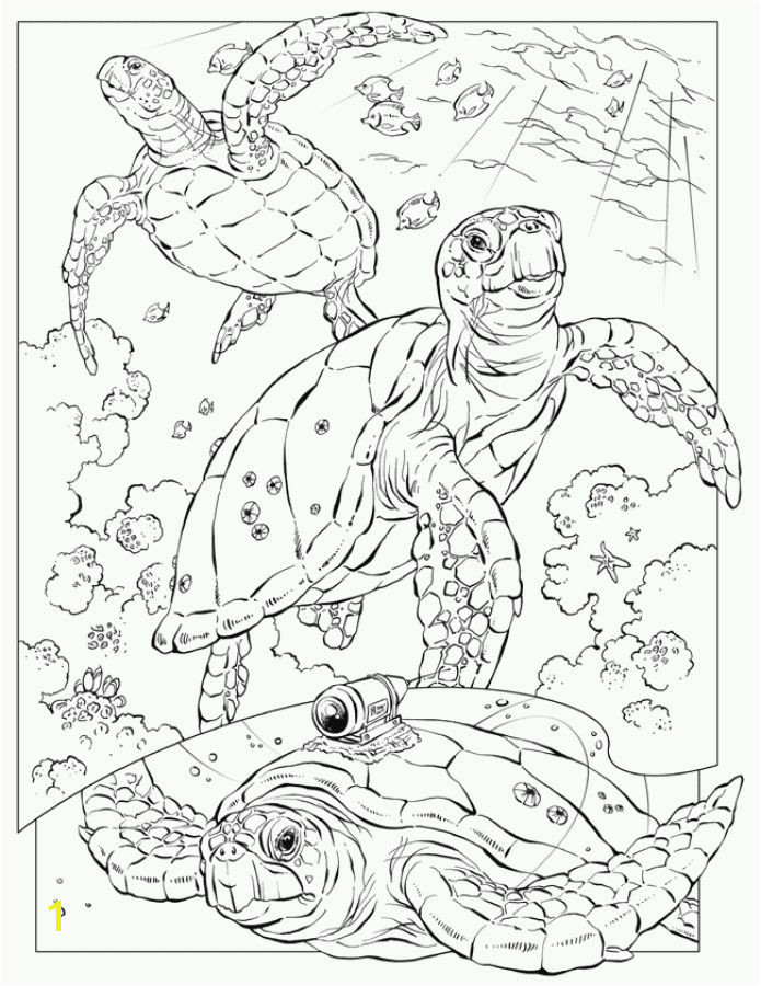 Realistic sea Turtle coloring pages for adults