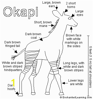 okapi 6 638 cb=