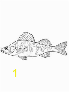 Perch Coloring Pages 41 Best Embroidery Images