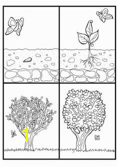 partes de una planta para colorear Tree Life Cycle 4th Grade Science Kindergarten