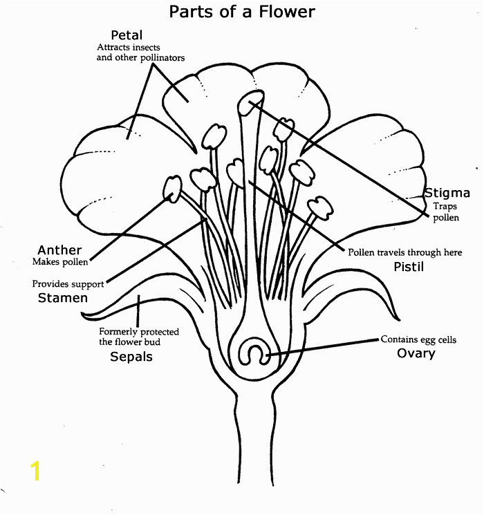 Kids Overview of Tulip Test Garden Study