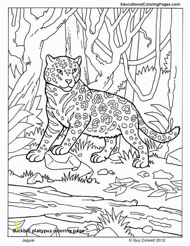 Duckbill Platypus Coloring Page 19 Luxury Platypus Coloring Page