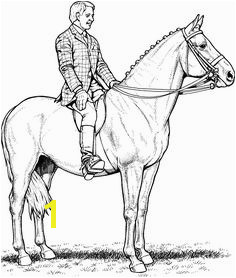 coloring Horse Coloring Page pages good horse page wecoloringpage good Horse Coloring Page horse coloring page wecoloringpage pages horses jumping vi