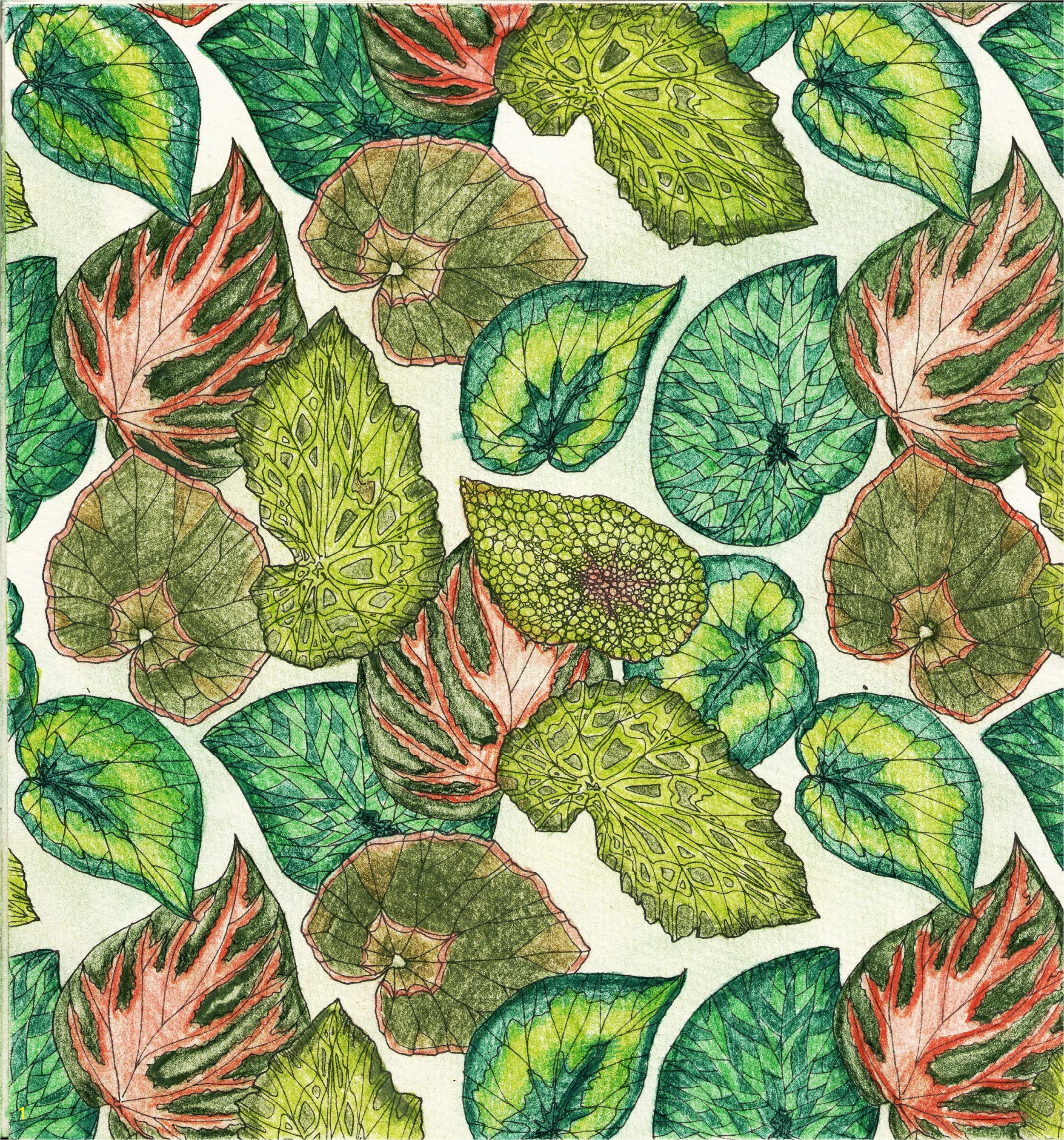 Rainforest Leaves Coloring Pages Jade Gedeon Rainforest Escape Coloring Book