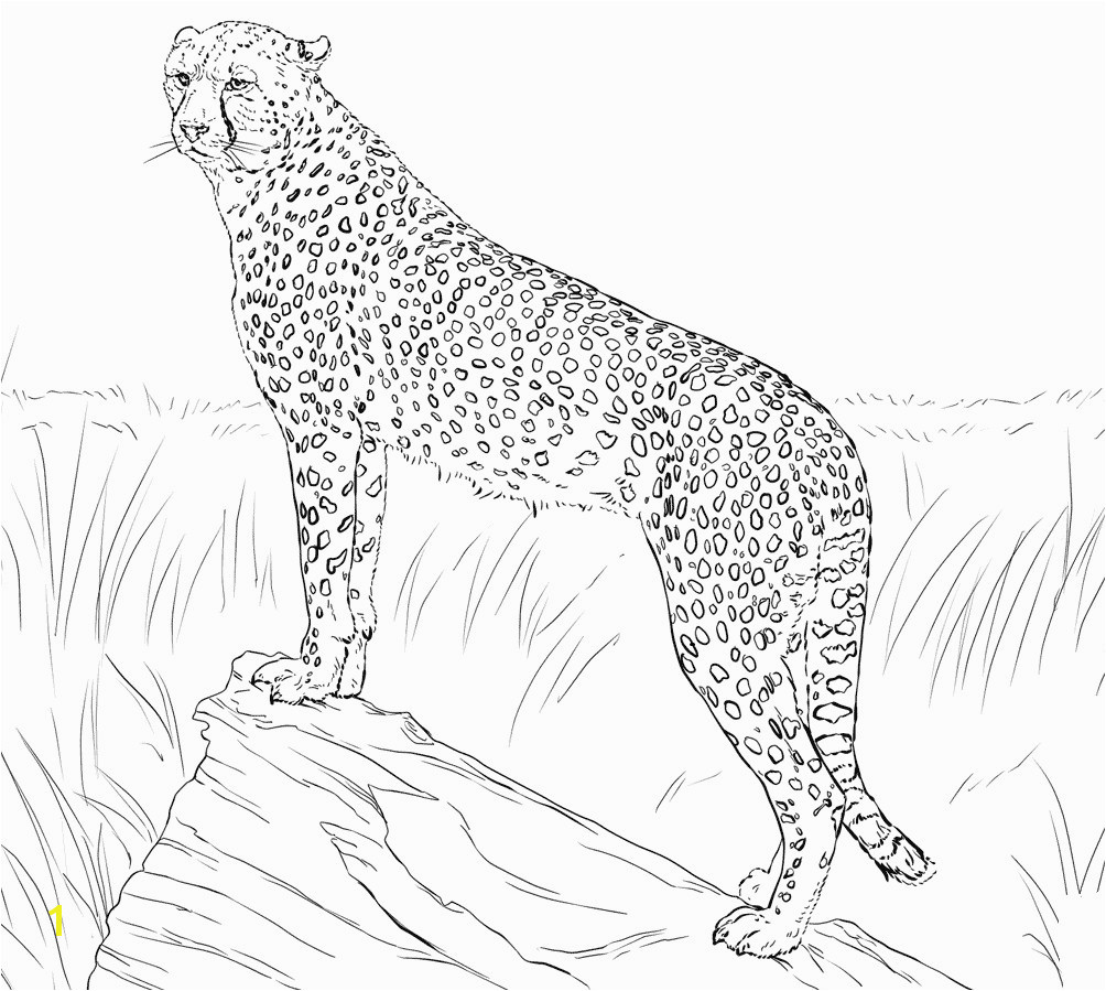 Cheetah Coloring Pages Selected Realistic Cheetah Coloring Pages with 1774 Unknown Realistic Fox Coloring Pages