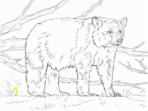 Realistic Coloring Pages Realistic American Black Bear Coloring Page