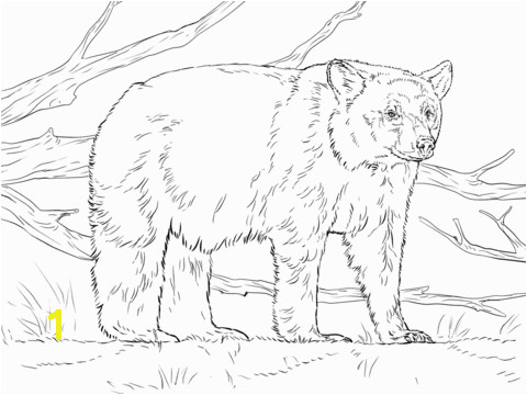 Realistic American Black Bear Coloring page