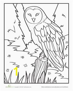 Owl Coloring Page