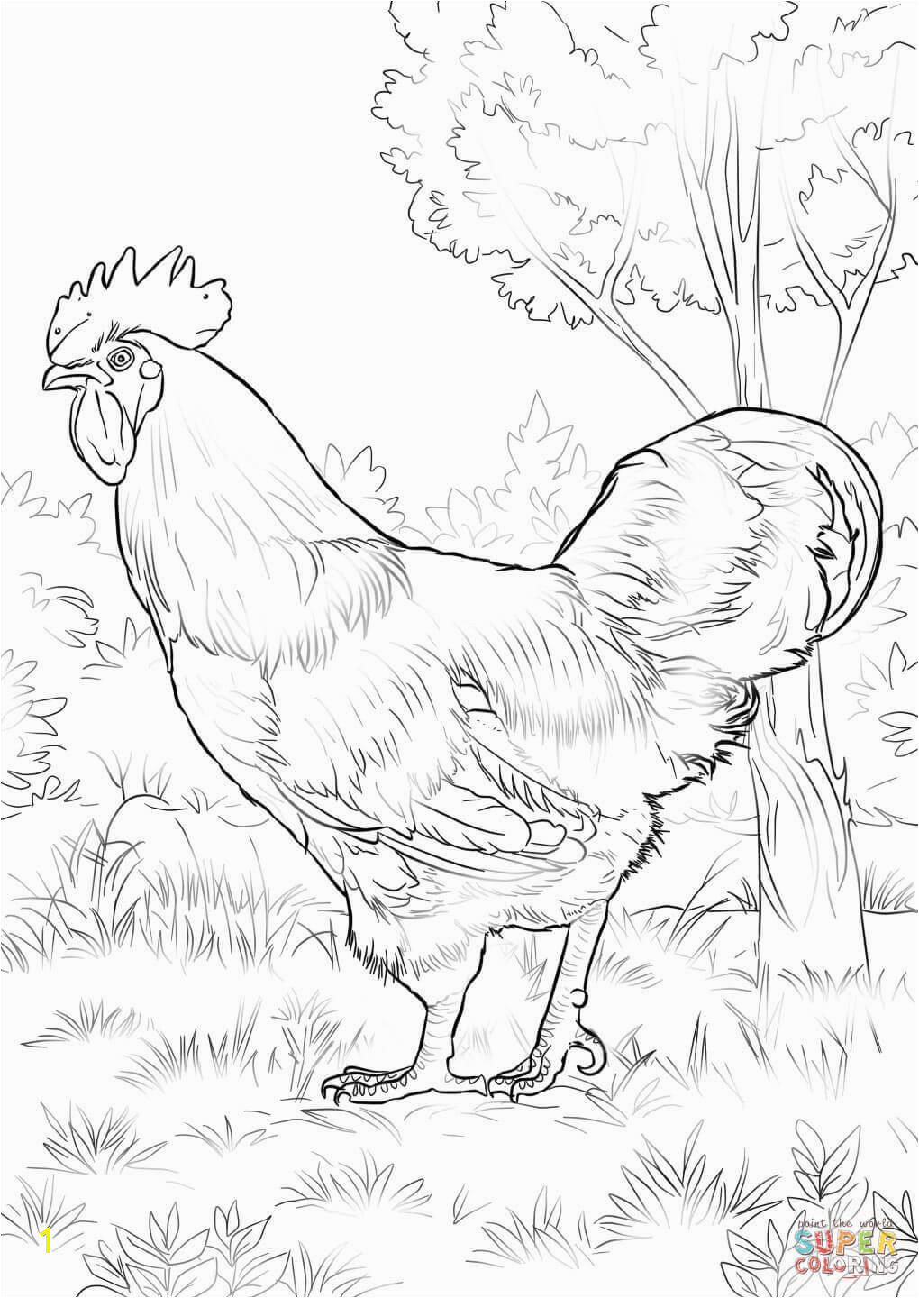 Rhode Island Red Rooster Coloring page
