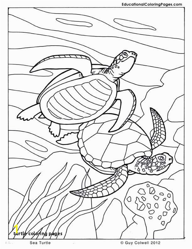 Turtle Coloring Pages 371 Best Coloring Book Fish Sea Life Seashells Ocean