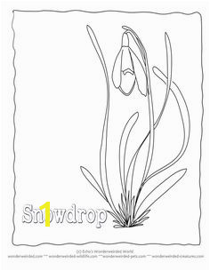 Snowdrop Flowers to Color Snowdrop from our Flower Flower Coloring Sheets