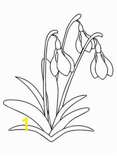 Snowdrop Flower Coloring page for printable version More Colorful Flowers