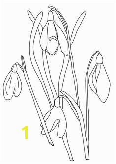 Snowdrop Flowers to Color Snowdrop from our Flower Coloring Sheets Snowdrop Outline Templates in Black and White Drawings for Spring Coloring Fun