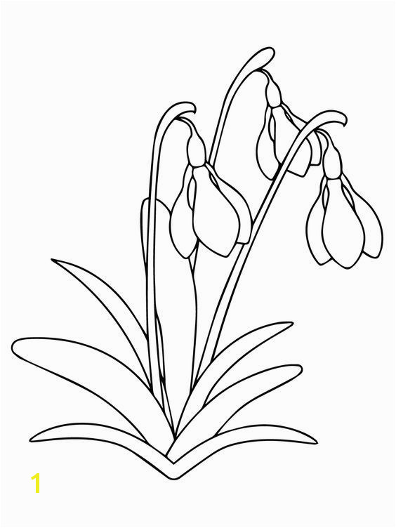 Snowdrop Flower Coloring page for printable version